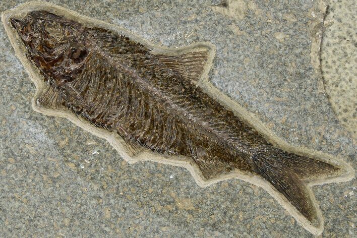 Detailed Fossil Fish (Knightia) - Large For Species #370853